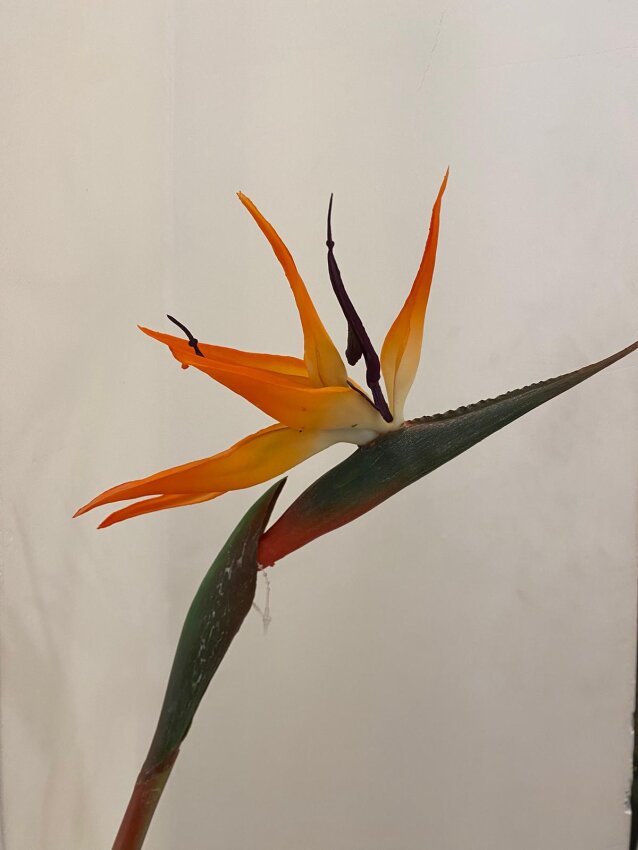 Yapay 1. Kalite Starliçe Çiçeği Dalı (80cm) - 3